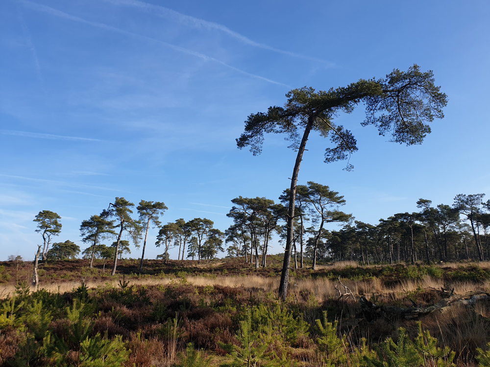 Kalmthoutseheide