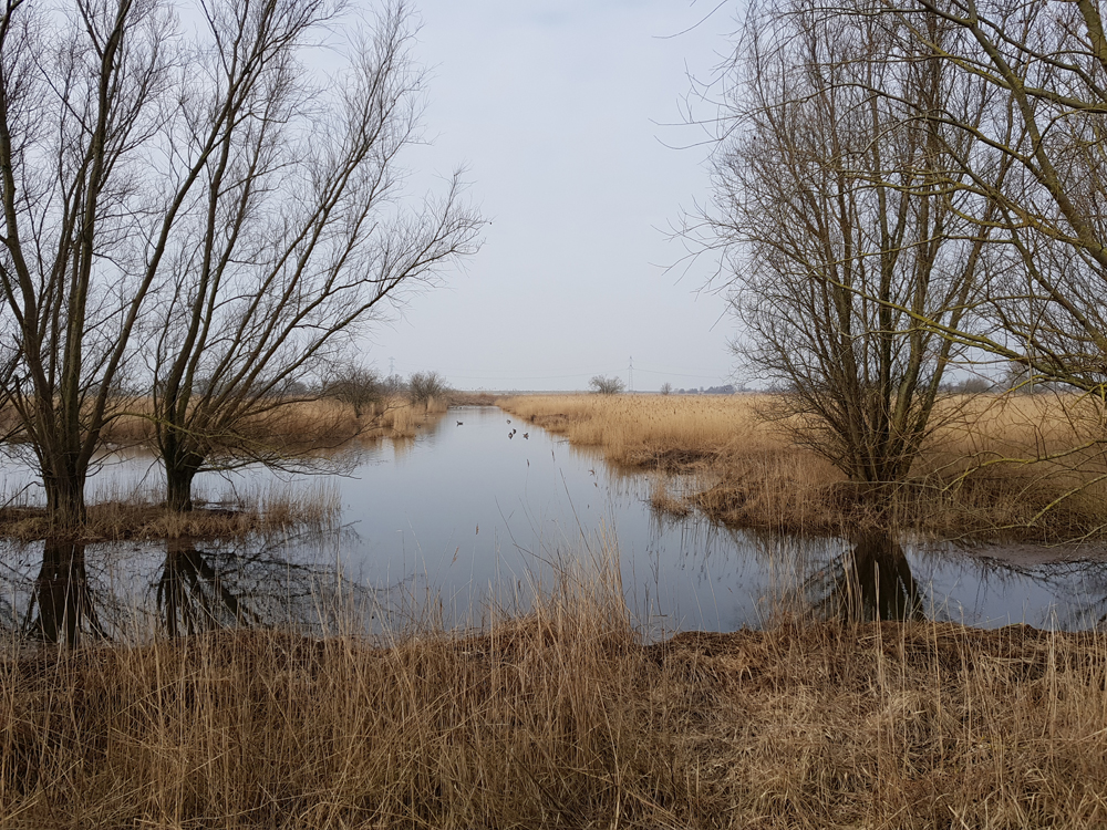 Natuurreservaat Molenplaat Bergen op Zoom