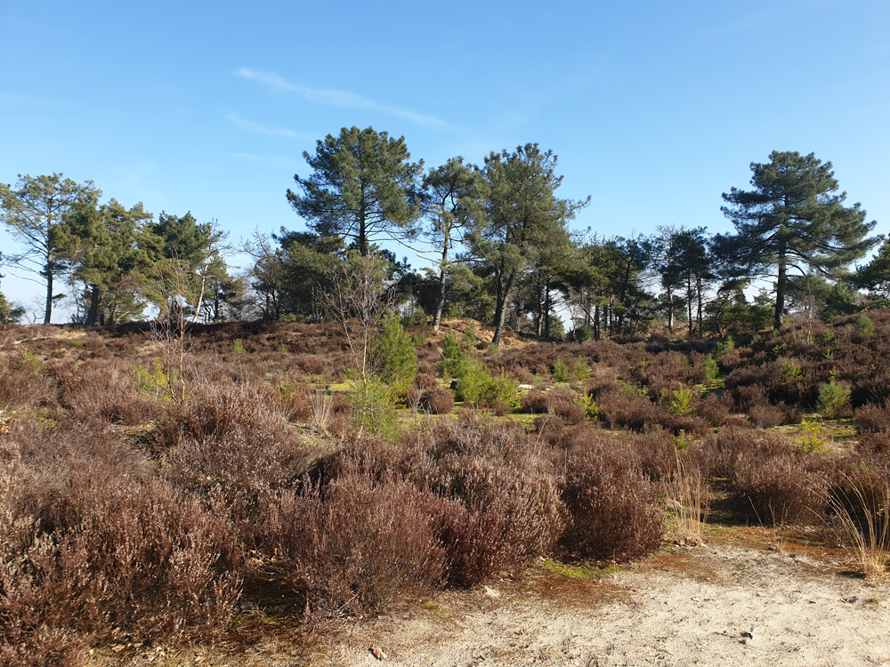 Kalmthoutseheide