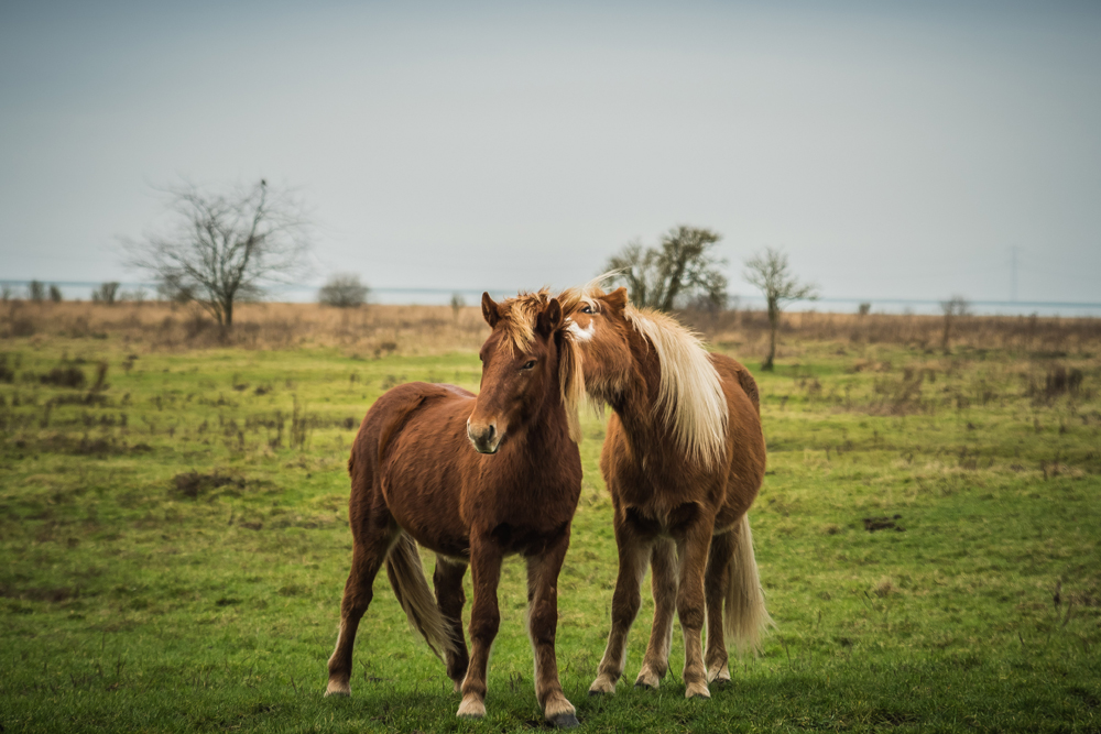 Kraaijenberg Bergen op Zoom