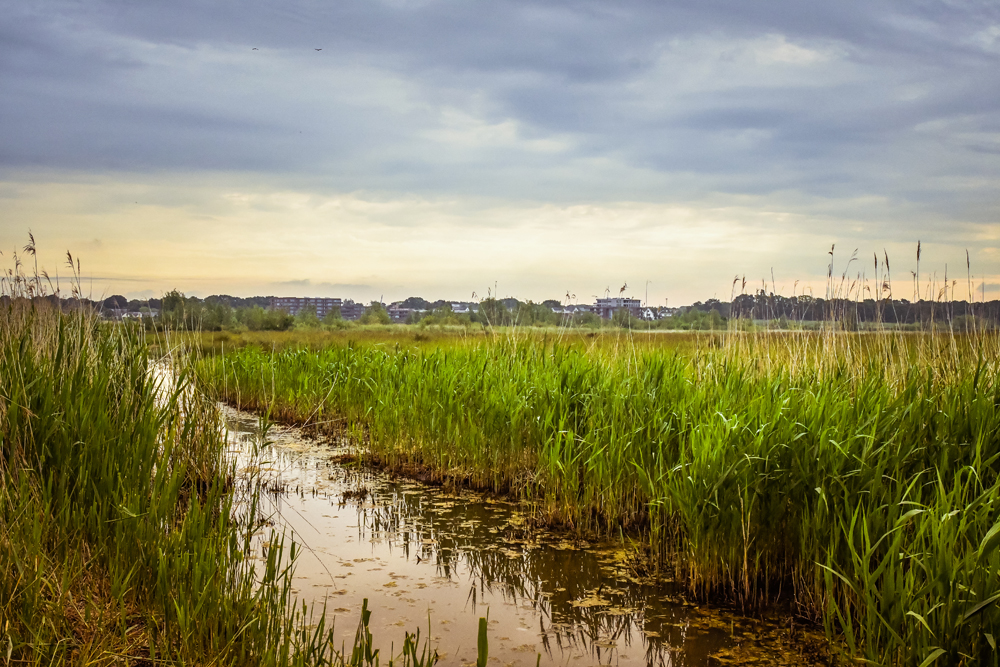 Natuurreservaat Molenplaat Bergen op Zoom