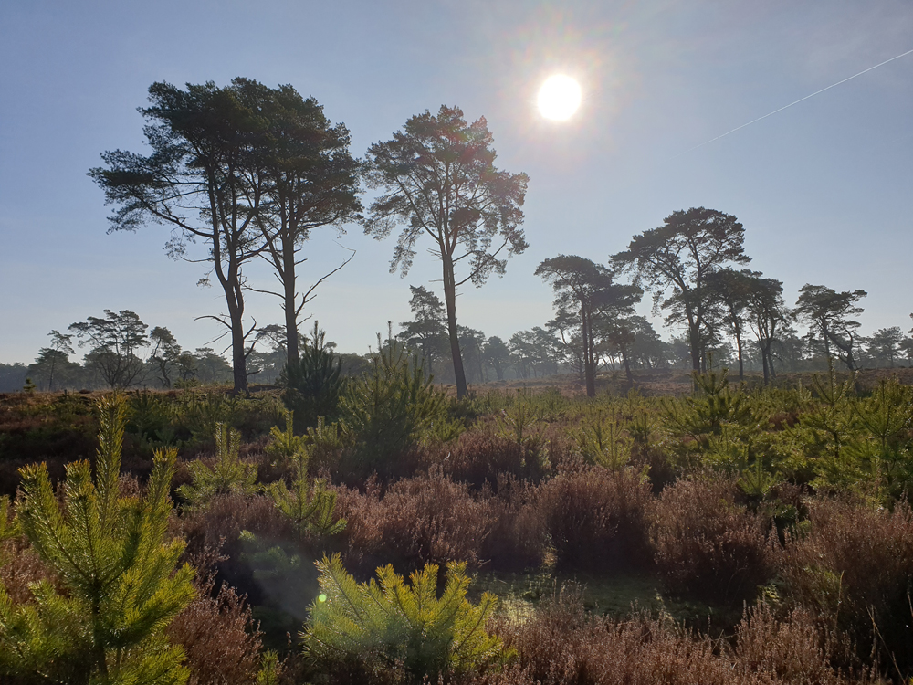 Kalmthoutseheide