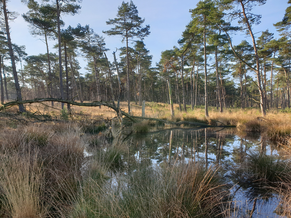 Kalmthoutseheide