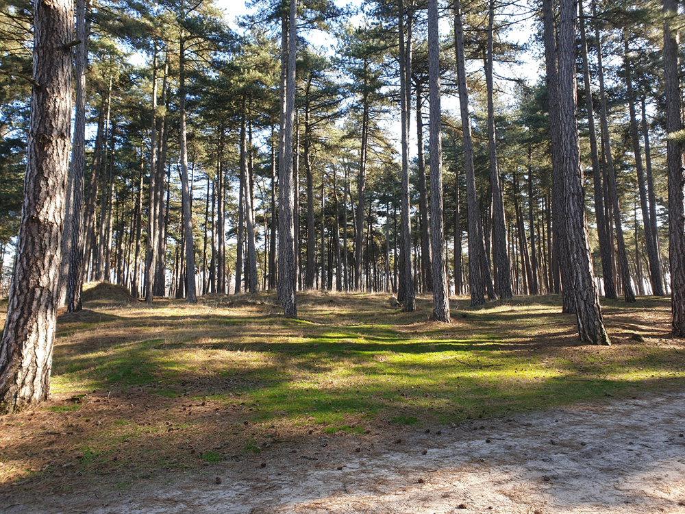 Kalmthoutseheide