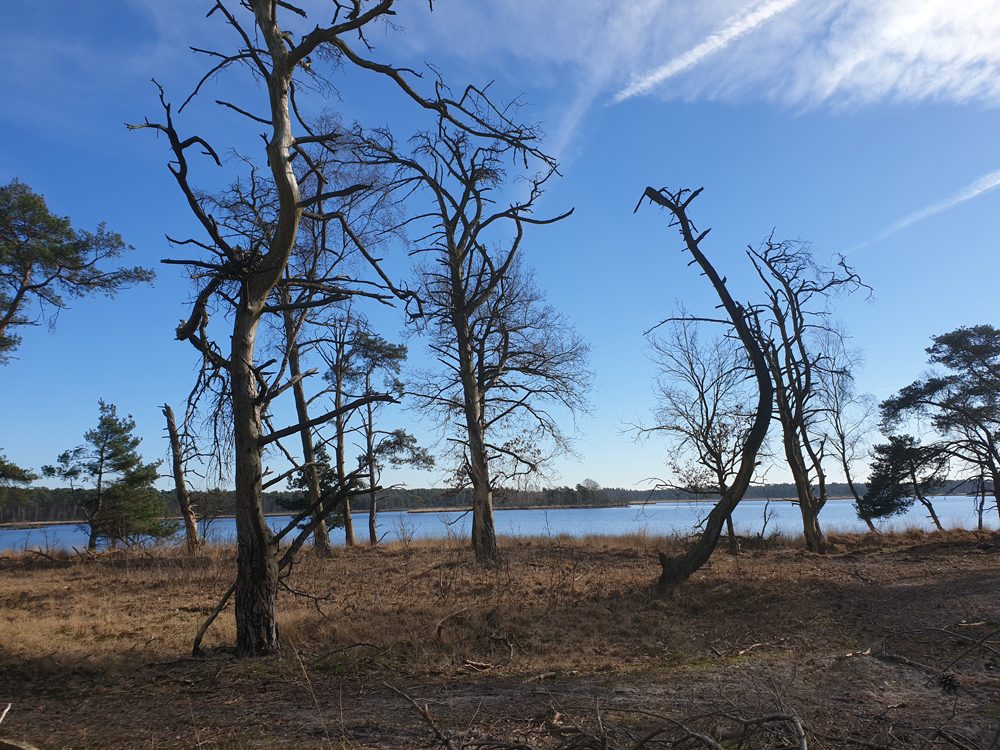 Kalmthoutseheide