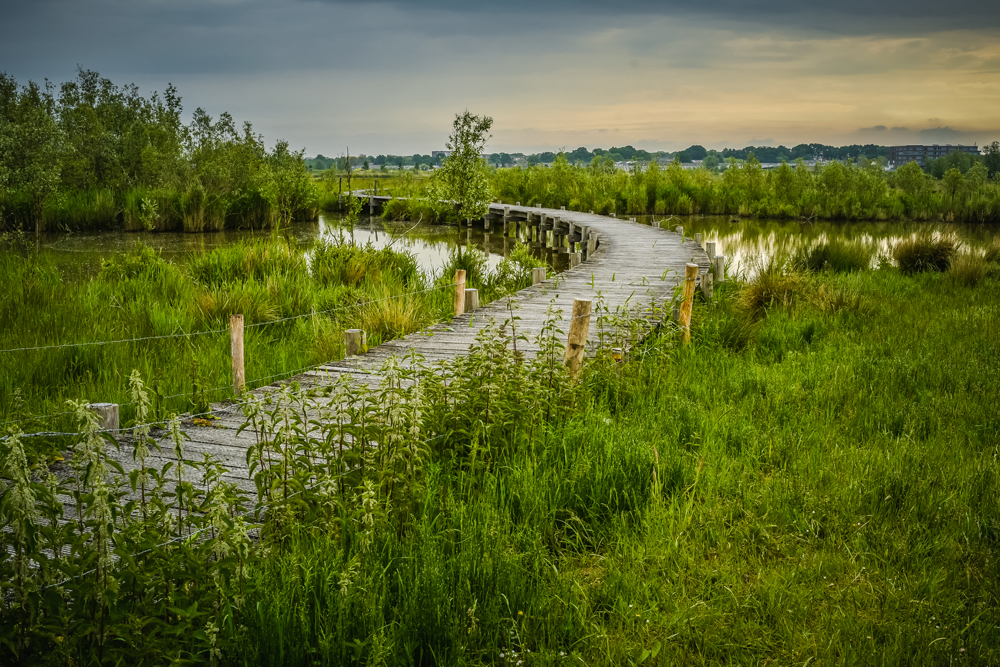 Natuurreservaat Molenplaat Bergen op Zoom