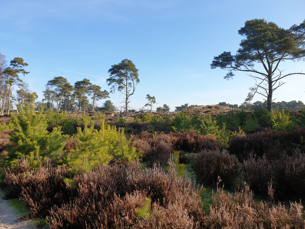 Kalmthoutseheide