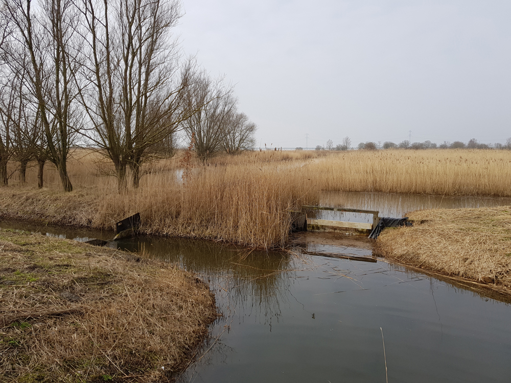 Natuurreservaat Molenplaat Bergen op Zoom