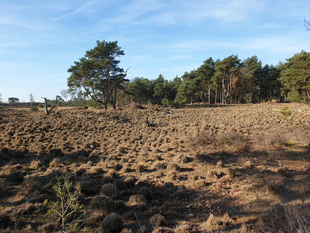 Kalmthoutseheide