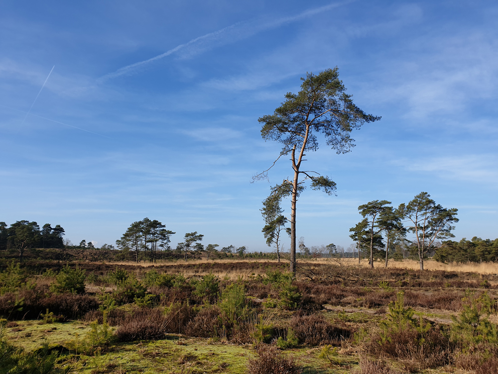 Kalmthoutseheide