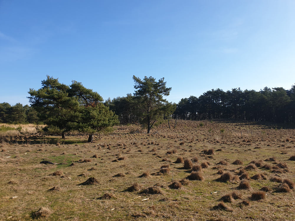 Kalmthoutseheide