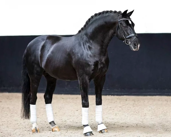Muttervater Negro