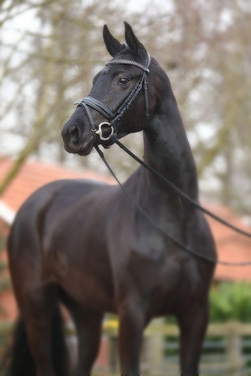 Black Prinzess