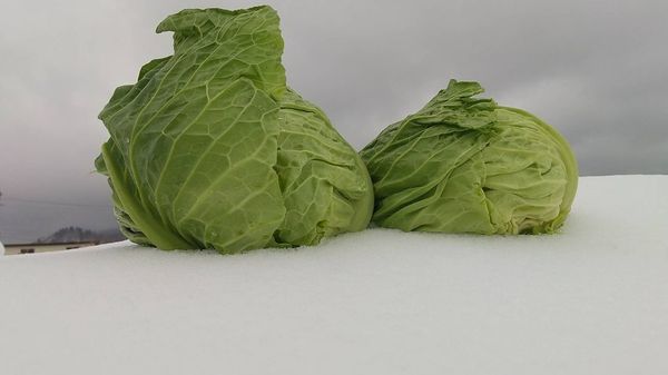 農家お勧め：ご飯がすすむ回鍋肉飯