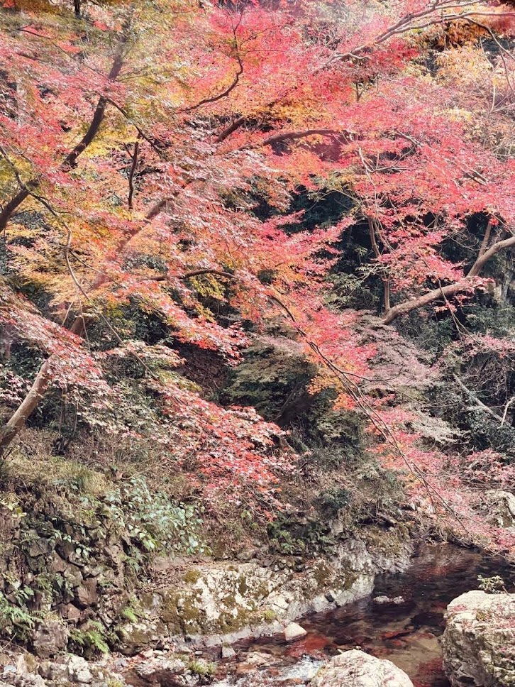 日本の四季　箕面山麓の紅葉の秋