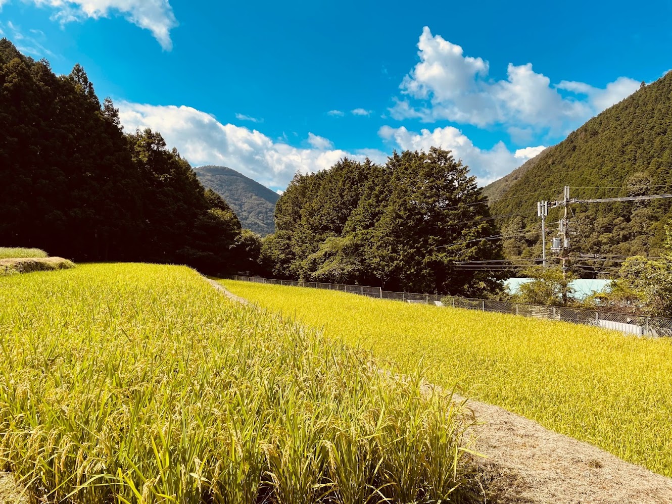 秋の訪れ　箕面山麓で新鮮な空気の恵み