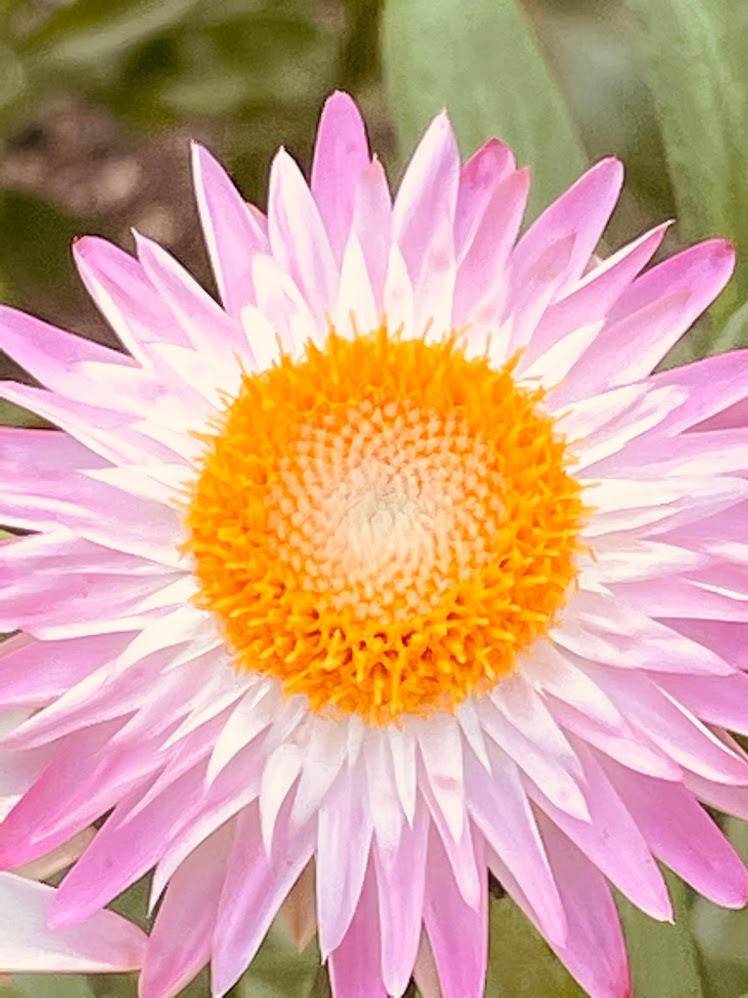 千里川沿いに咲く初夏の花に癒される