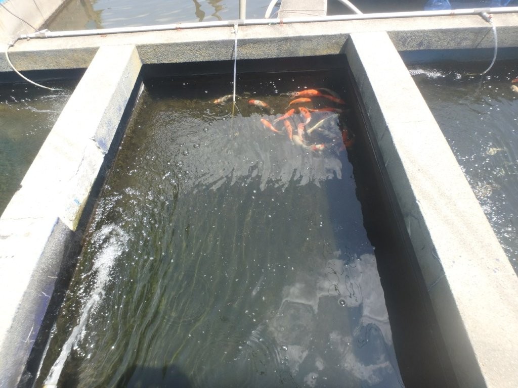 ノンマシポリウレア　養魚場に塗布