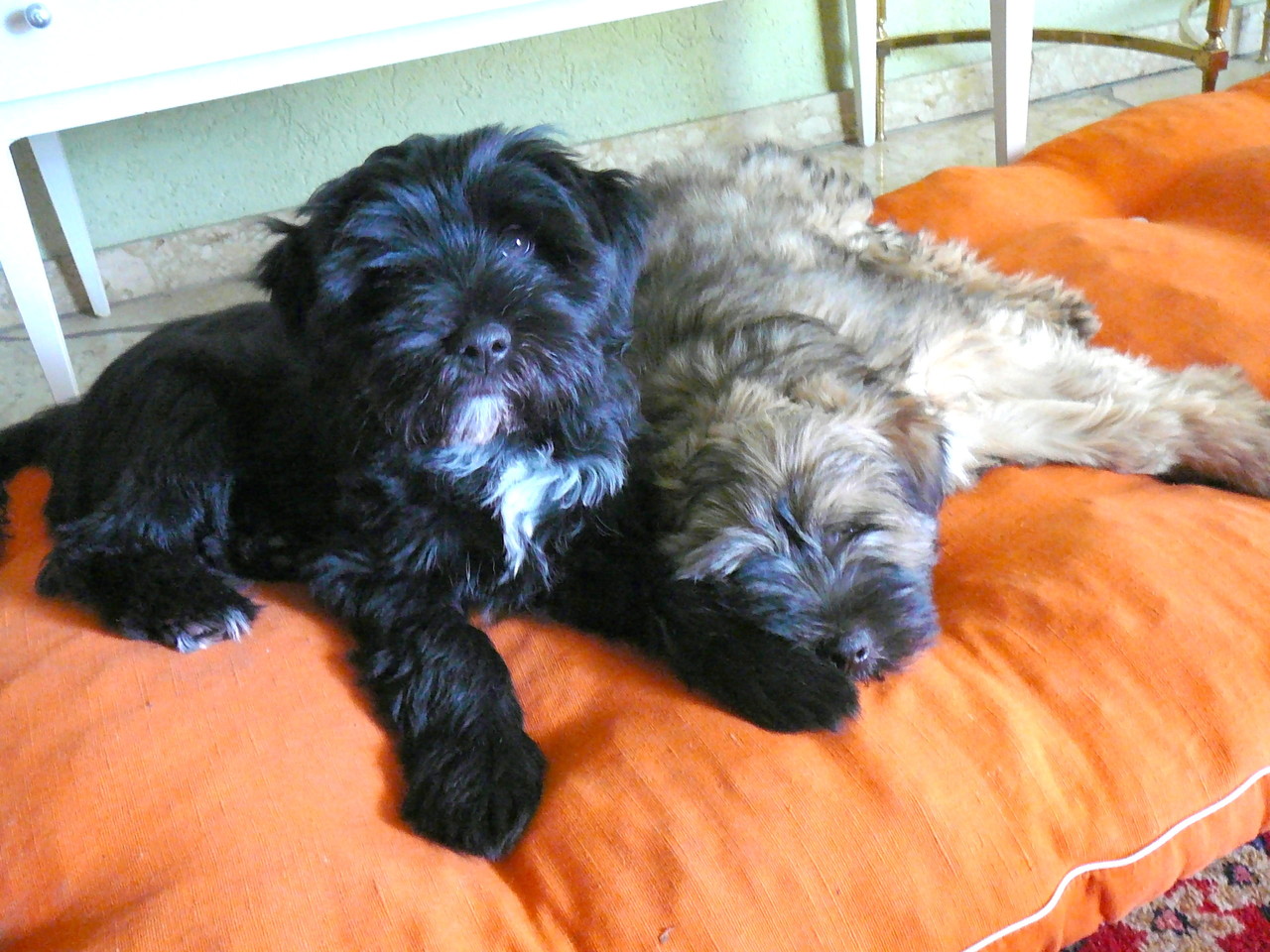tibet terrier welpen tibet terrier von e ka ya na