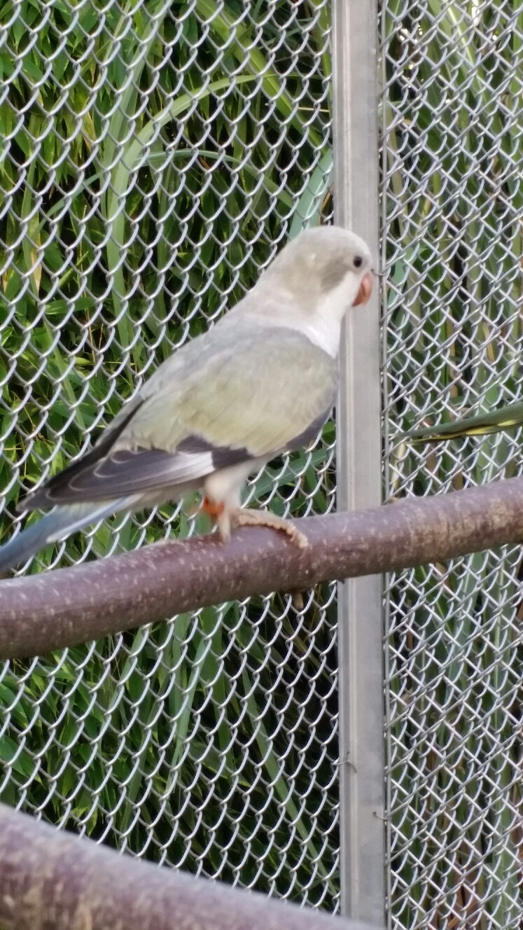 Kobaltaqua mit Dunkelfaktor