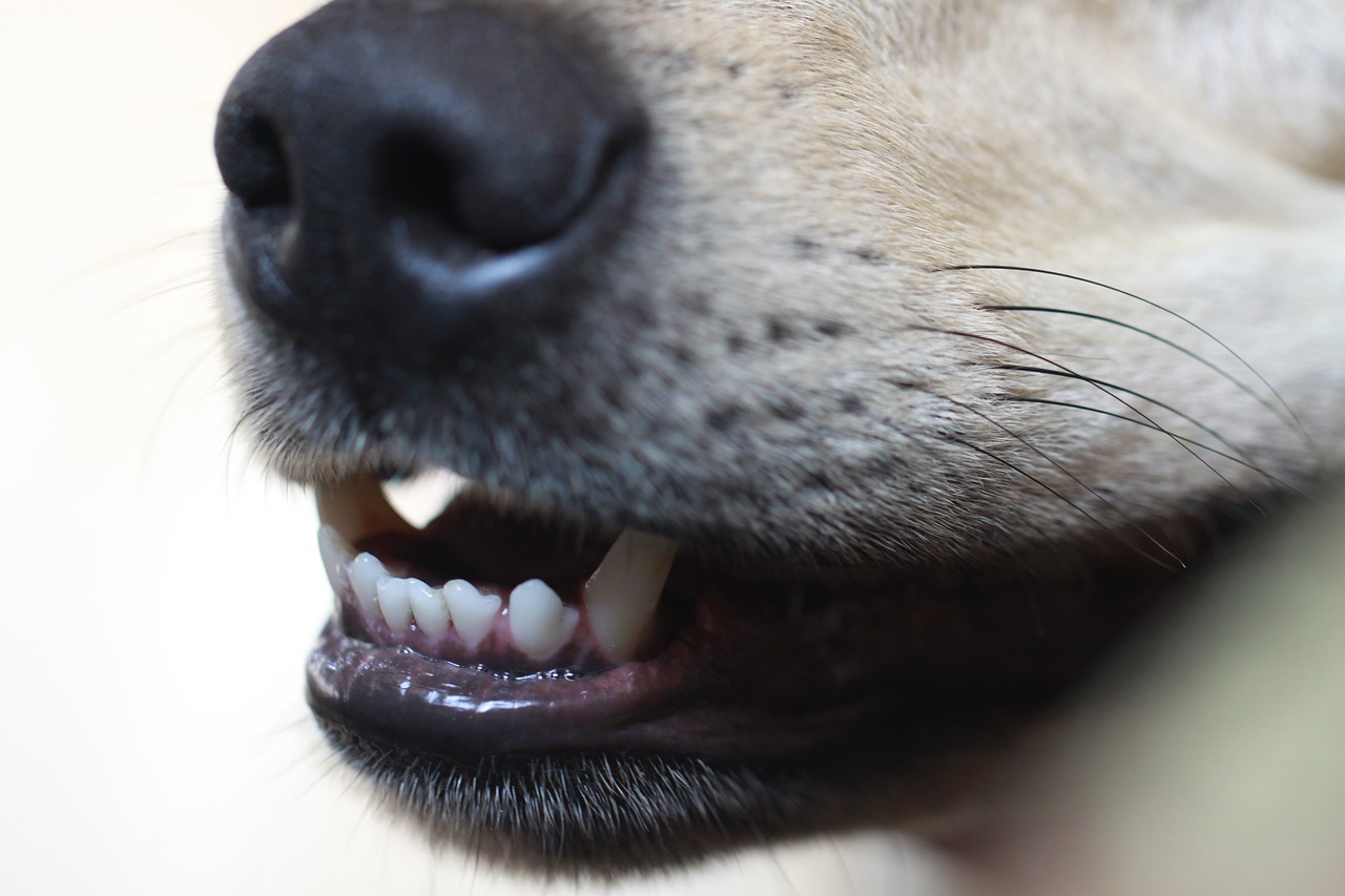 Zahnreinigung ohne Narkose Hund Tierheilpraxis Chemnitz