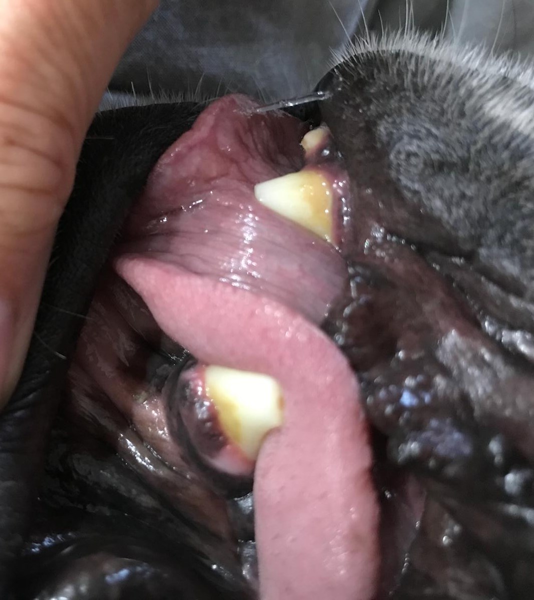 Zahnreinigung ohne Narkose Hund Tierheilpraxis Chemnitz