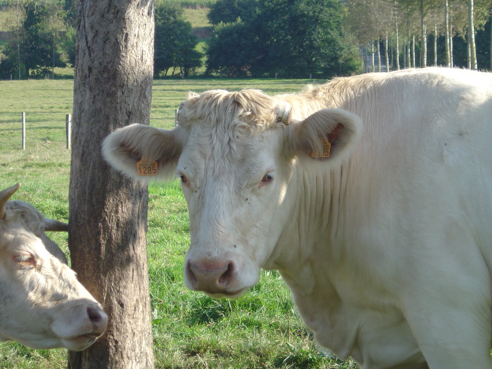 vache charolaise