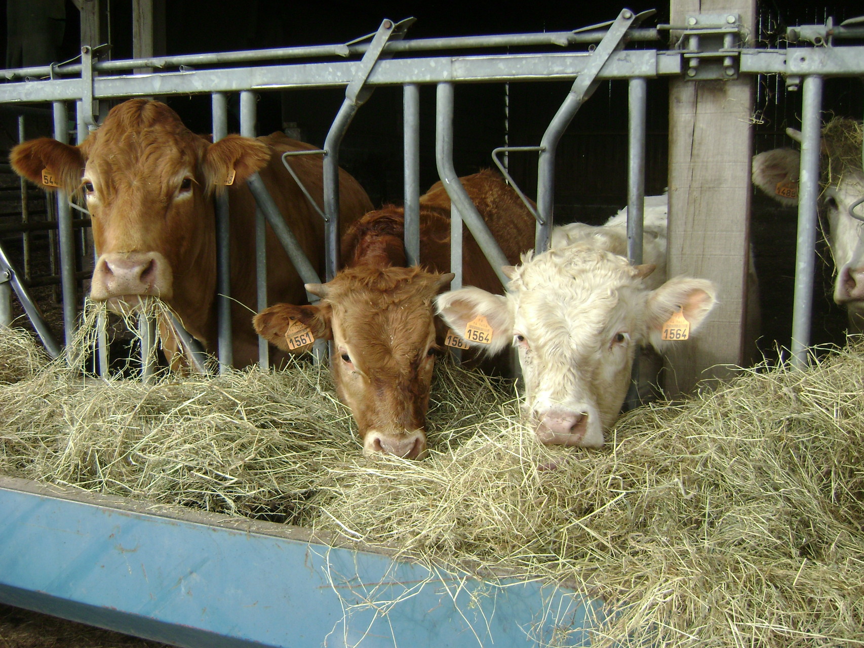 Les vaches mangeant au cornadis leur ration hivernale foin et enrubannage