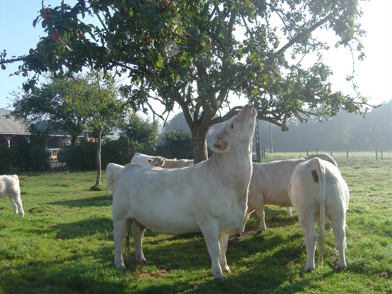 Les vaches sous les pommiers