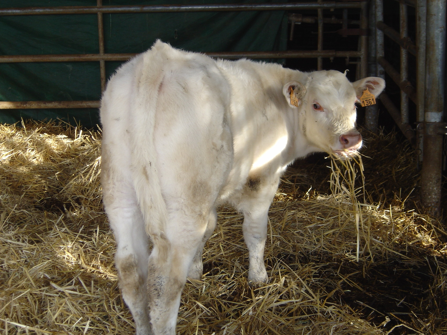 Jeune veau charolais semblant apprécier la paille