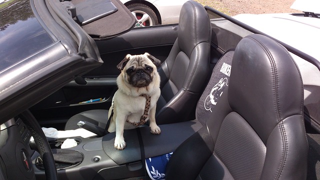 Viajando en carro con mascotas