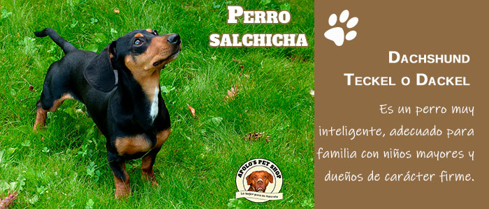 perro salchicha
