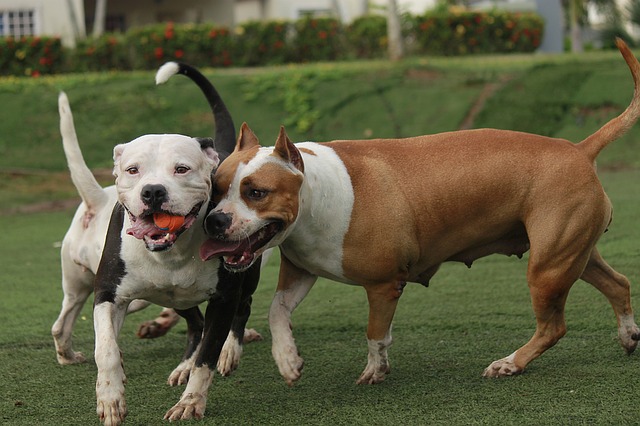 Dos perros pitbull jugando. 