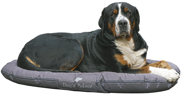Cama para perro adulto