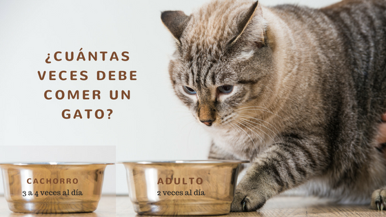Cuántas veces debe comer un gato al día