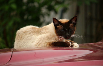 viajar con gatos en el carro