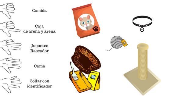 Los elementos básicos que necesita un gato