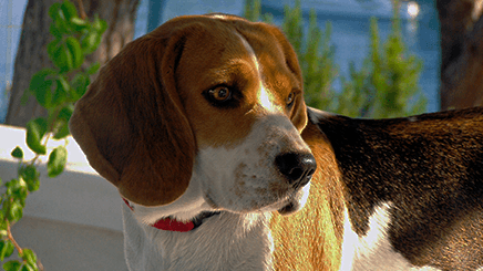 Beagle