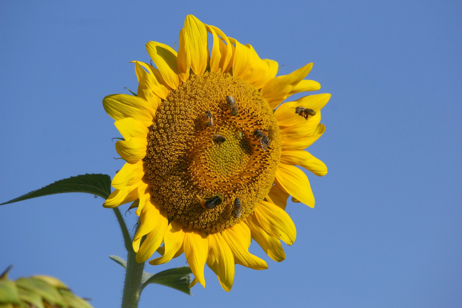 Apiphobie – bloß nichts Schwirrendes und Summendes!