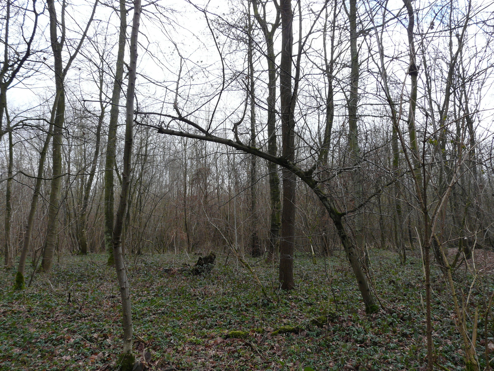 L'arbre ne monte pas pour chercher la lumière,quelque chose l'en empêche ...