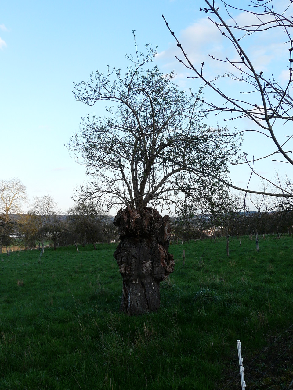 Un sureau a poussé dans un arbre malade, Saint-just L'Eure  SUREAU (= sur l'eau)