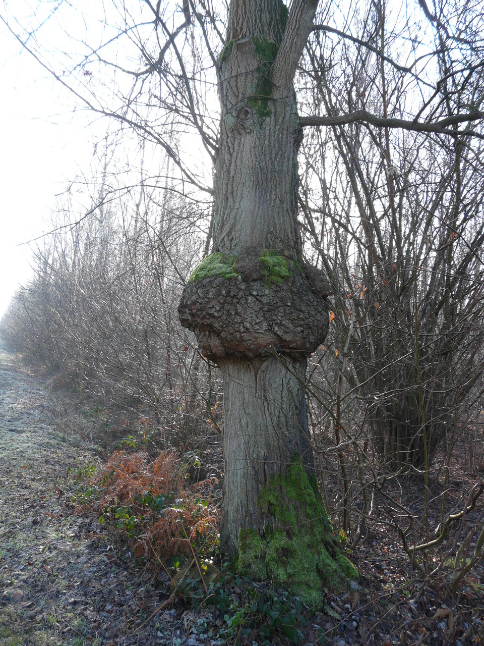 Arbre sur un croisement d'eau à Raimes Arenberg 59