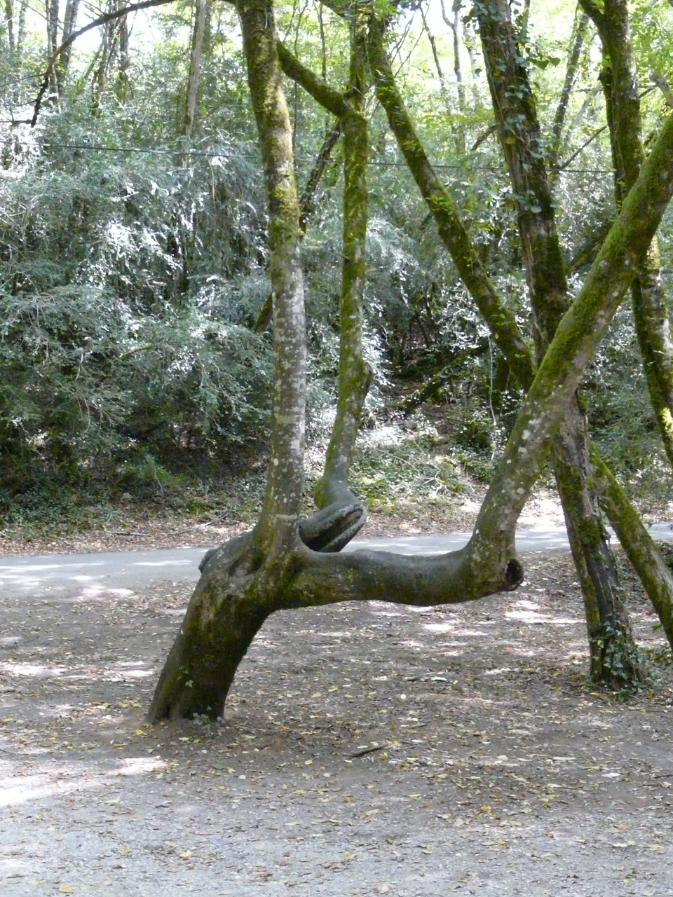 Branches mortes, tronc penché, branches montantes décalées du pied = présence d'ondes nocives