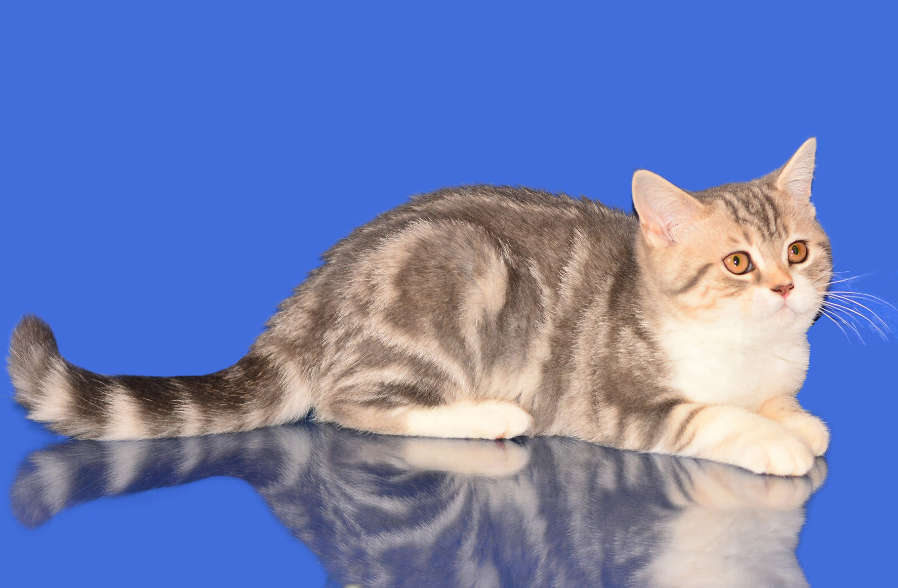 Рассмотрите фотографию кошки породы шотландская прямоухая. Скоттиш-страйт Шотландская прямоухая. Шотландская кошка прямоухая. Шотландская кошка страйт. Шотландская кошка прямоухая скоттиш страйт.