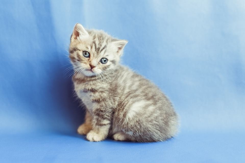 Шотландская скоттиш страйт кошка. Шотландская прямоухая девочка. Шотландская вислоухая голубой табби. Шотландская страйт прямоухая. Кошка шотландская прямоухая мраморного окраса.