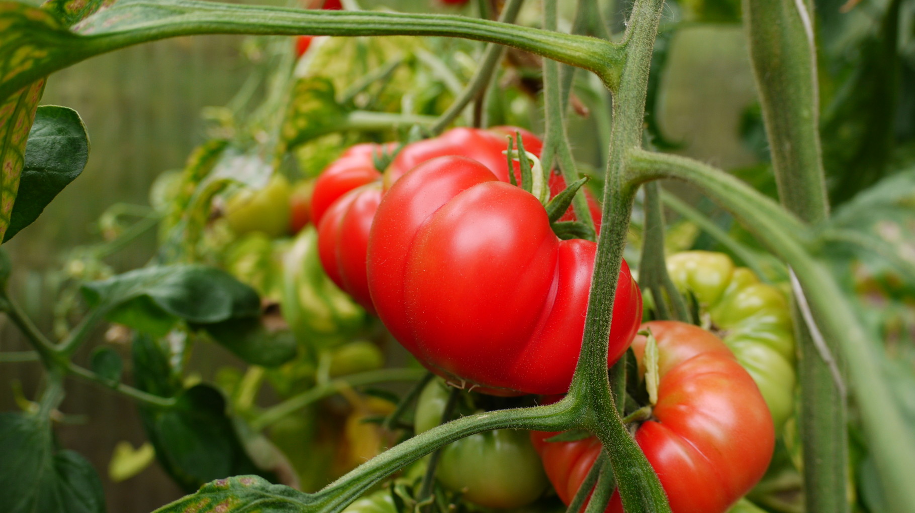 Alte Tomatensorten Tomatenpflanzen Tomatemmarmelade richerts