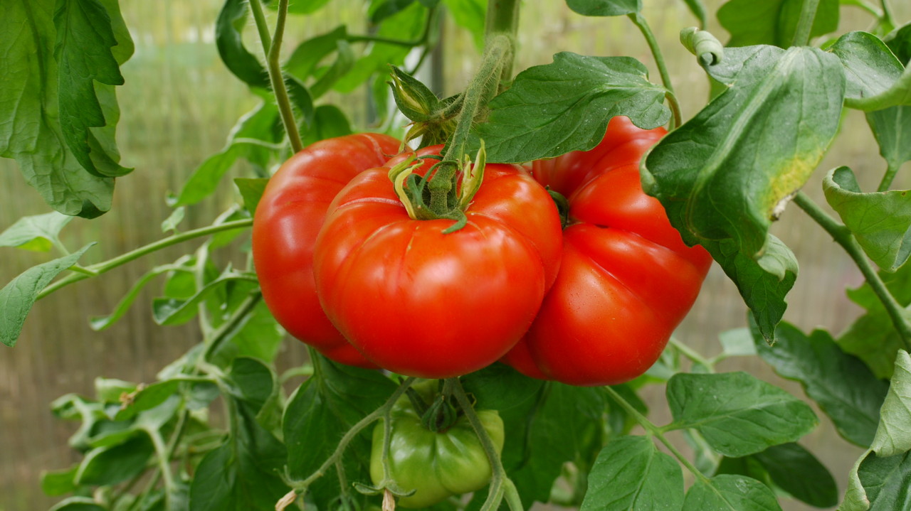 richerts-tomaten.jimdo.com