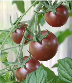 Alte Tomatensorten Tomatenpflanzen Tomatemmarmelade richerts