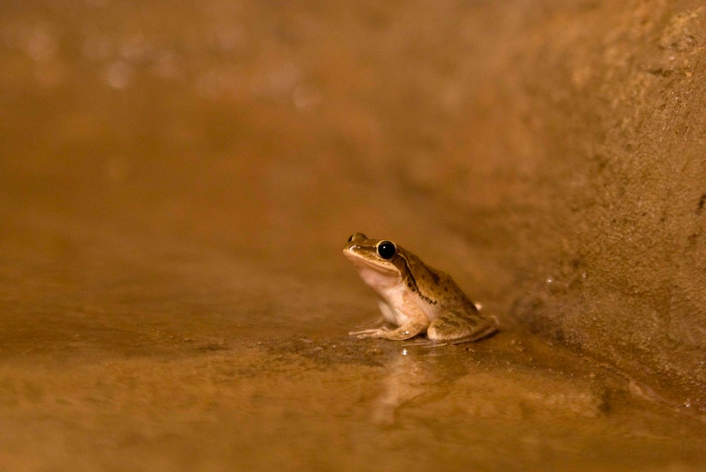 Der Frosch in meinem Bad