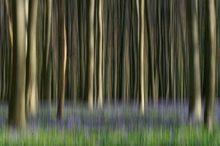 Foto van de maand - April 2011 - Hub Vermeeren - Hallerbos